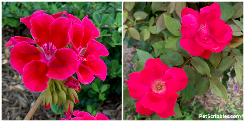 fuchsia garden flowers