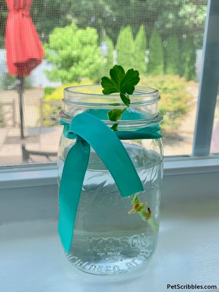 geranium cutting in jar of water