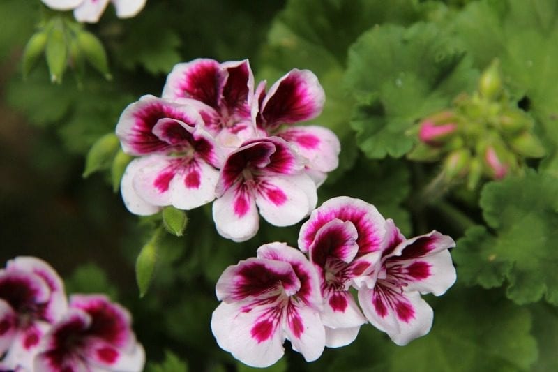 geranium flowers