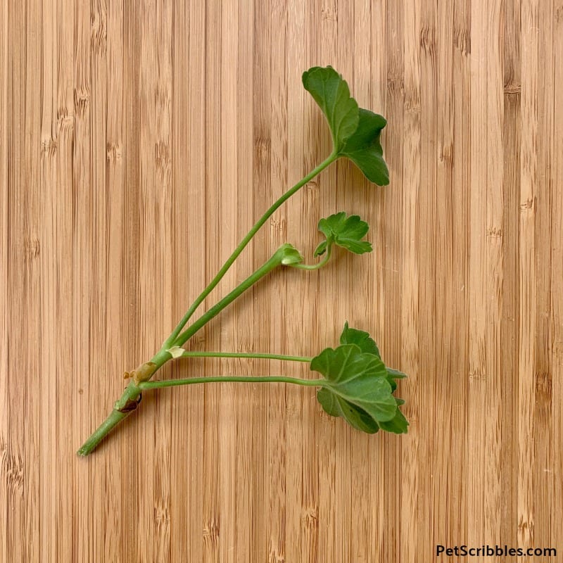 a geranium pelargonium cutting