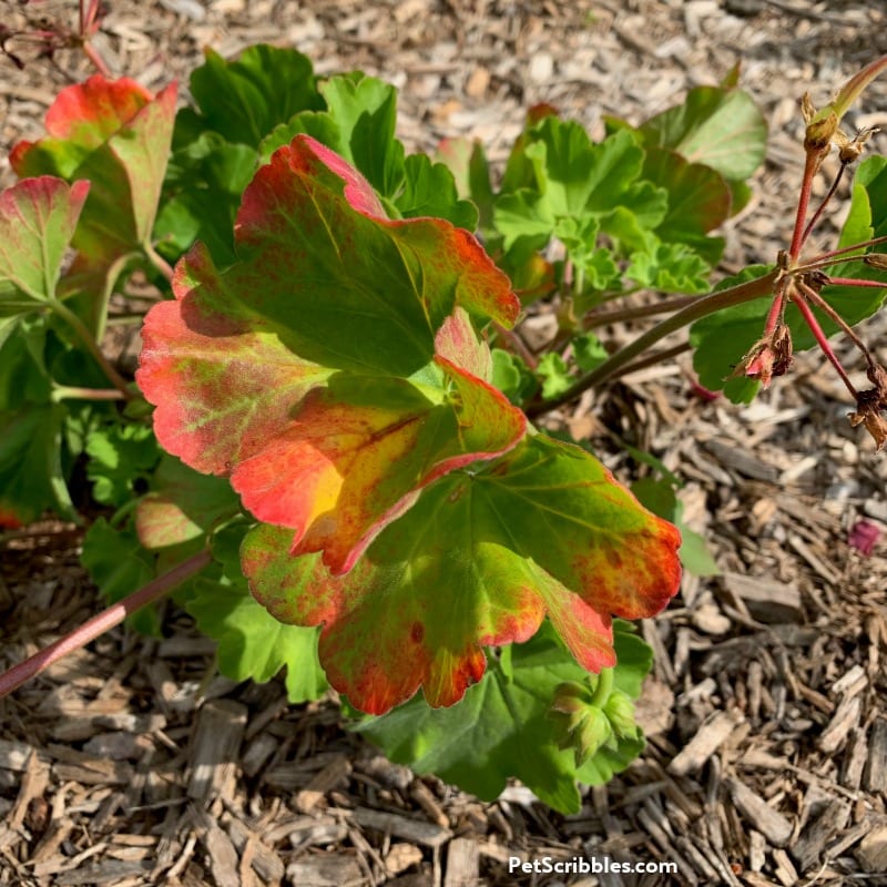 annual geranium with red leaves from too much water