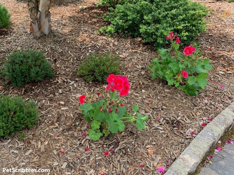 geraniums planted in a garden bed