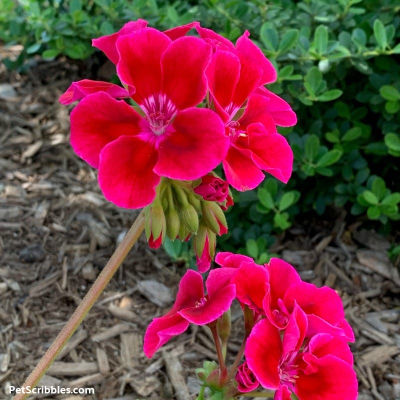 hot pink geraniums in bloom