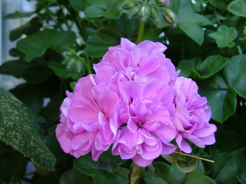 lavender pink geranium