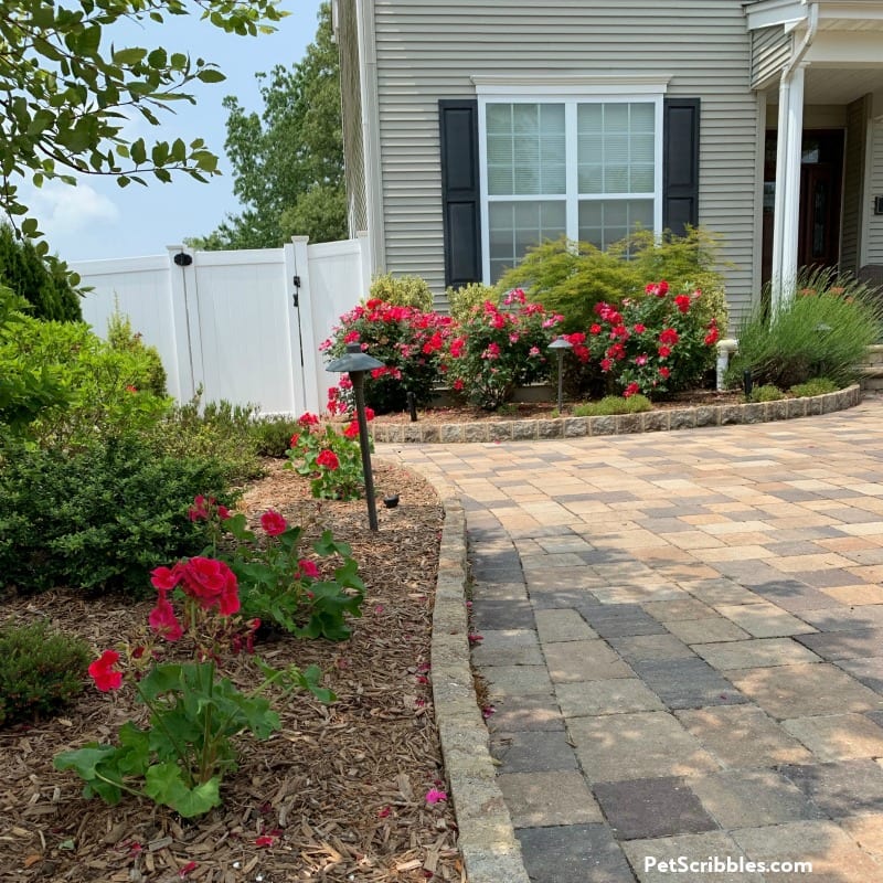 matching fuchsia geraniums and knock out roses in the garden