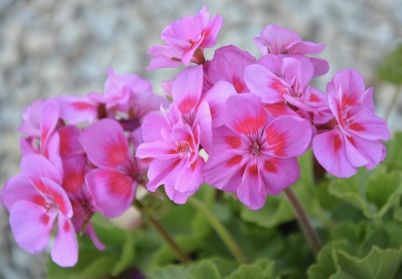 pink geranium flowers