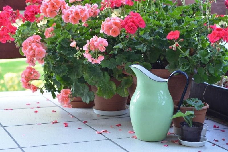 potted geraniums on patio