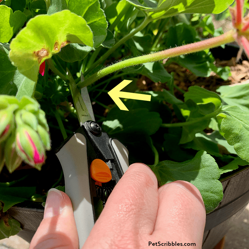 deadheading annual geraniums