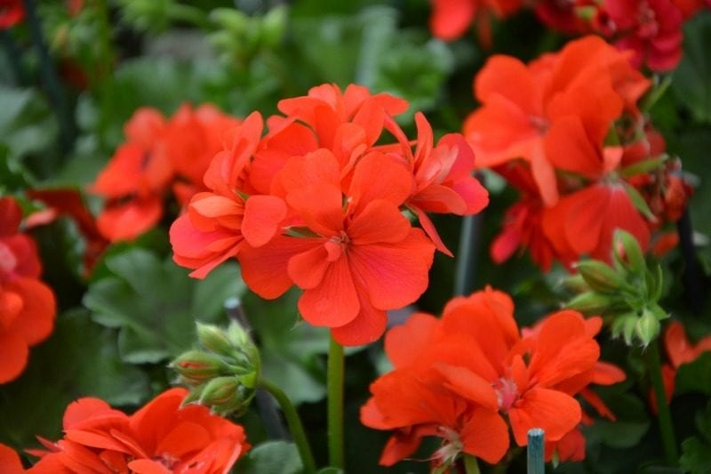 red geraniums