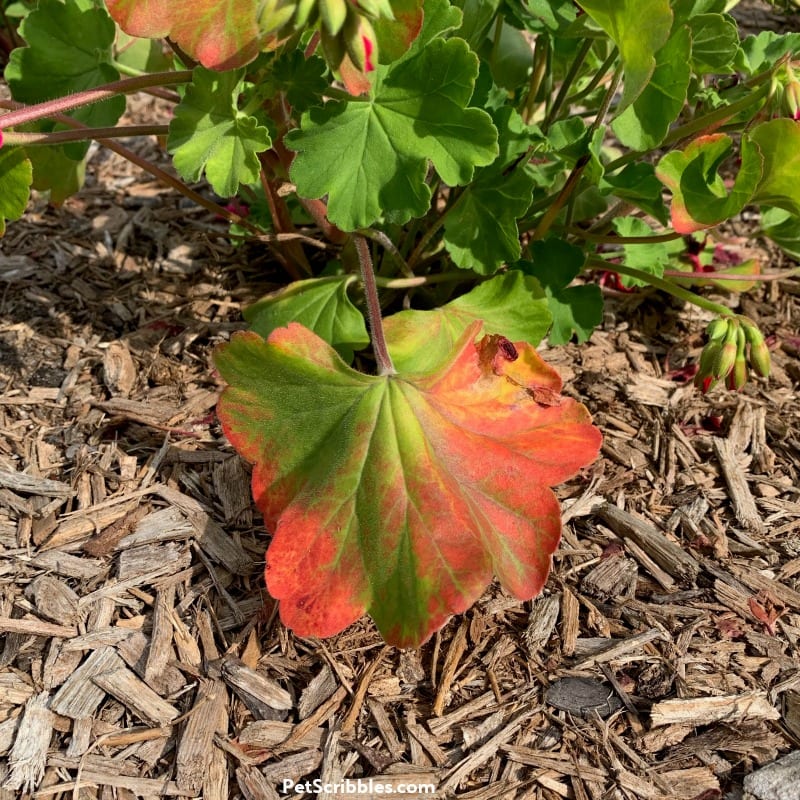 red leaves on annual geraniums