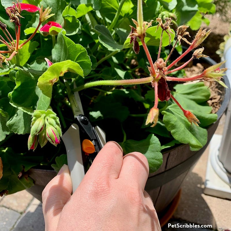 removing a dead geranium flower