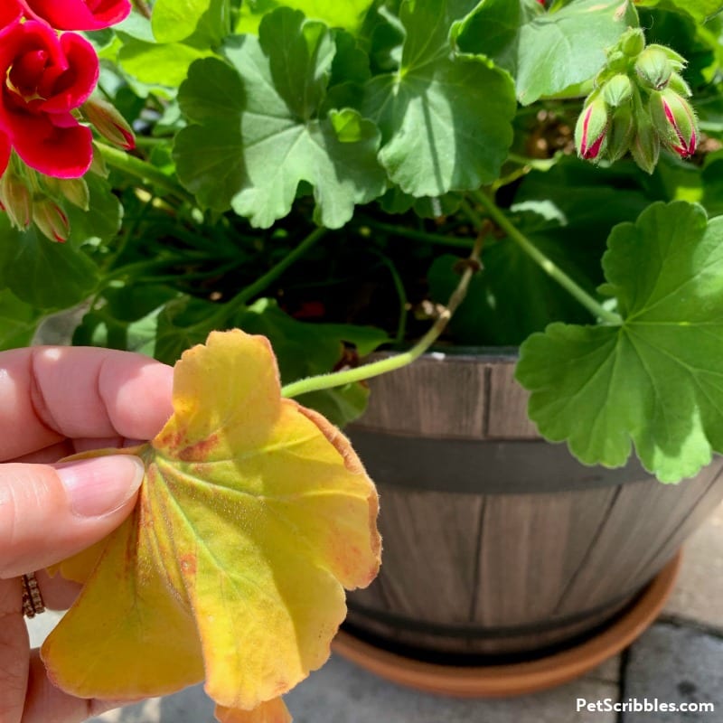 removing yellow leaf from geranium