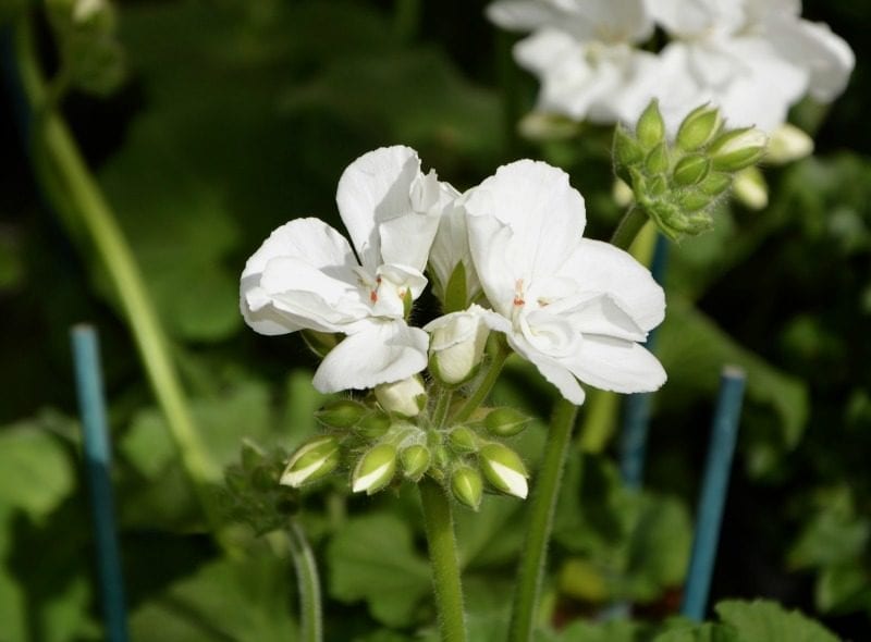 white geraniums