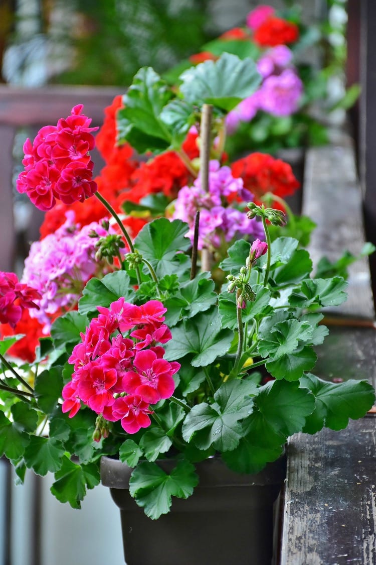 window box geraniums on a balcony