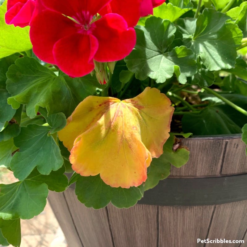 yellow leaf on zonal geranium plant