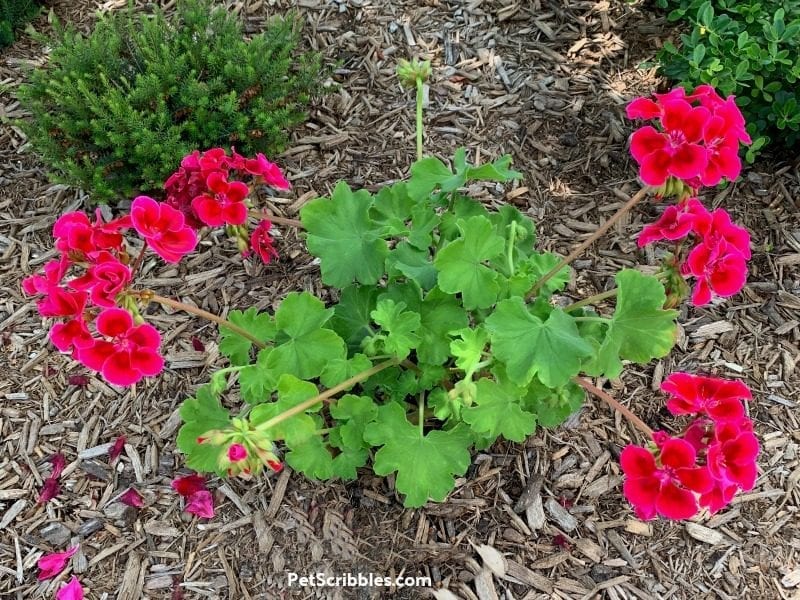 zonal geraniums after pruning