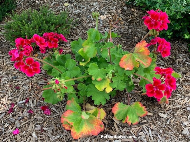 zonal geraniums before pruning