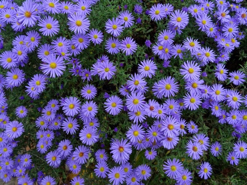 Purple Asters provide interesting Fall color in the garden