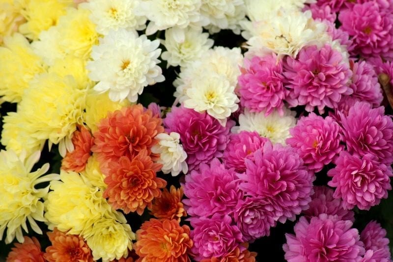 Chrysanthemums (Mums) available in lots of colors