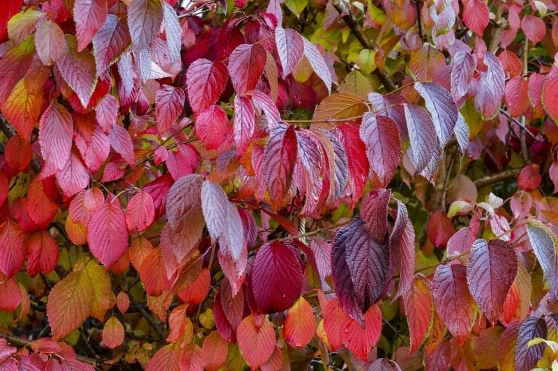 Red leaf color of a Dogwood tree in Fall