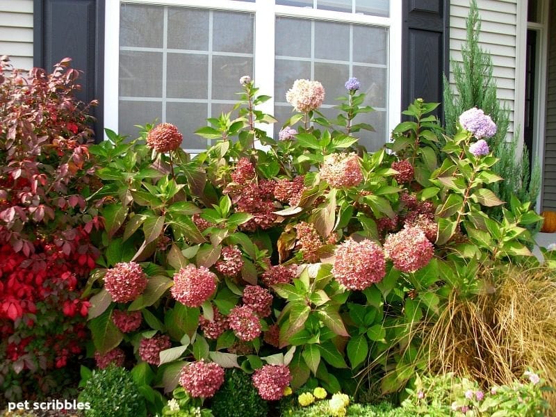 Endless Summer Hydrangeas rose pink Fall color