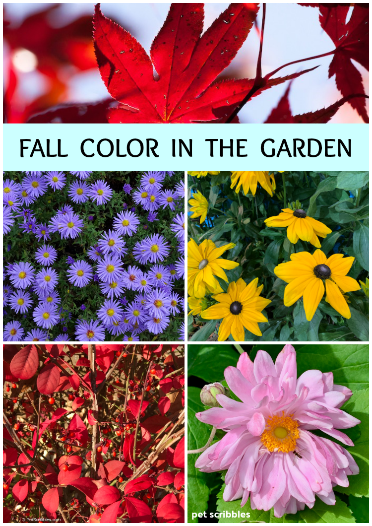 Fall Color in the Garden