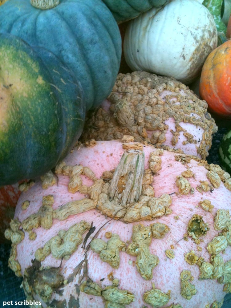 Fall gourds in many colors