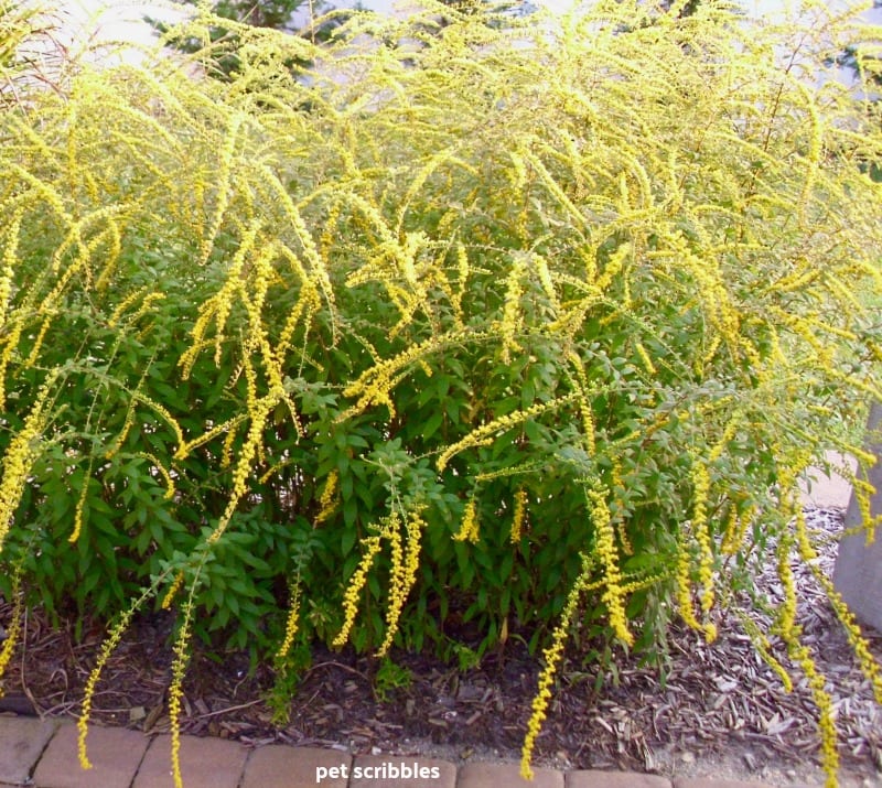 Fireworks Goldenrod yellow flowers