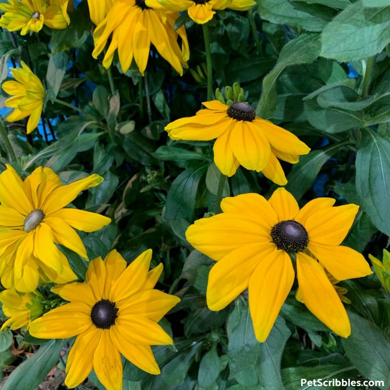 yellow flowers of a black-eyed susan