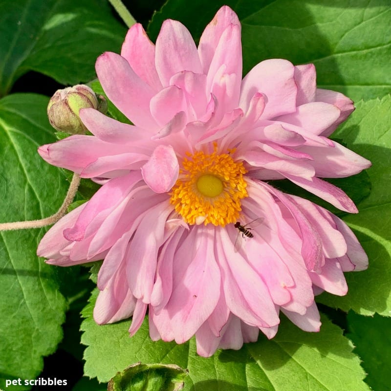 Japanese Anemone Party Dress Pink Flower