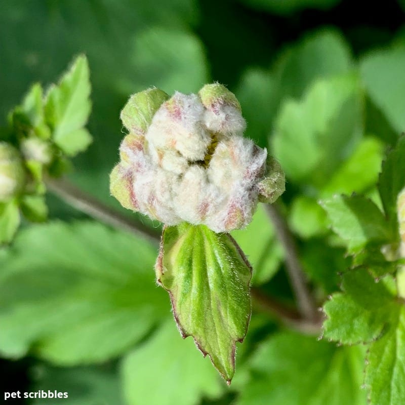 Japanese Anemone Party Dress flower bud