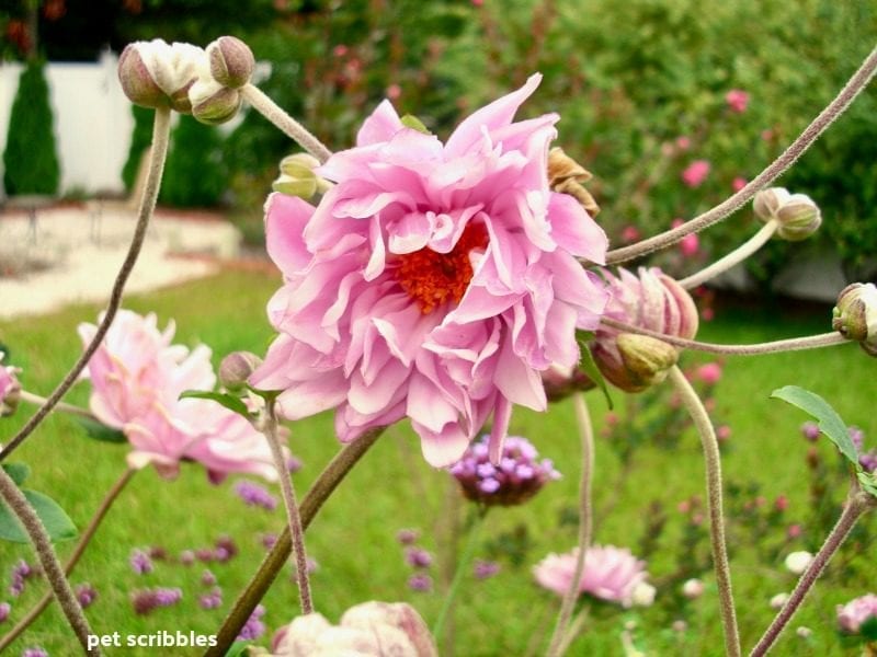 Japanese Anemone Party Dress flower opening up