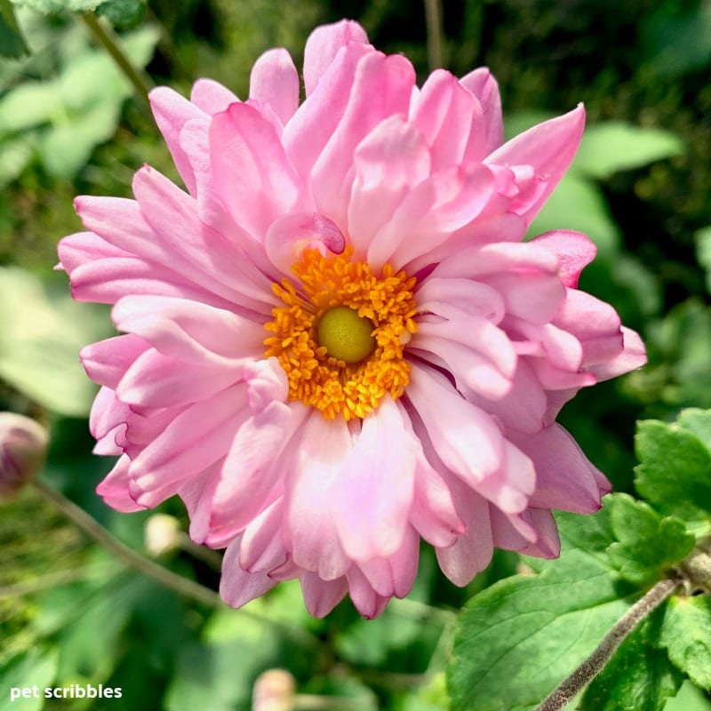 pink frilly flowers of Japanese Anemone