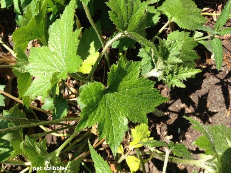 green leaves of a Japanese Anemone plant