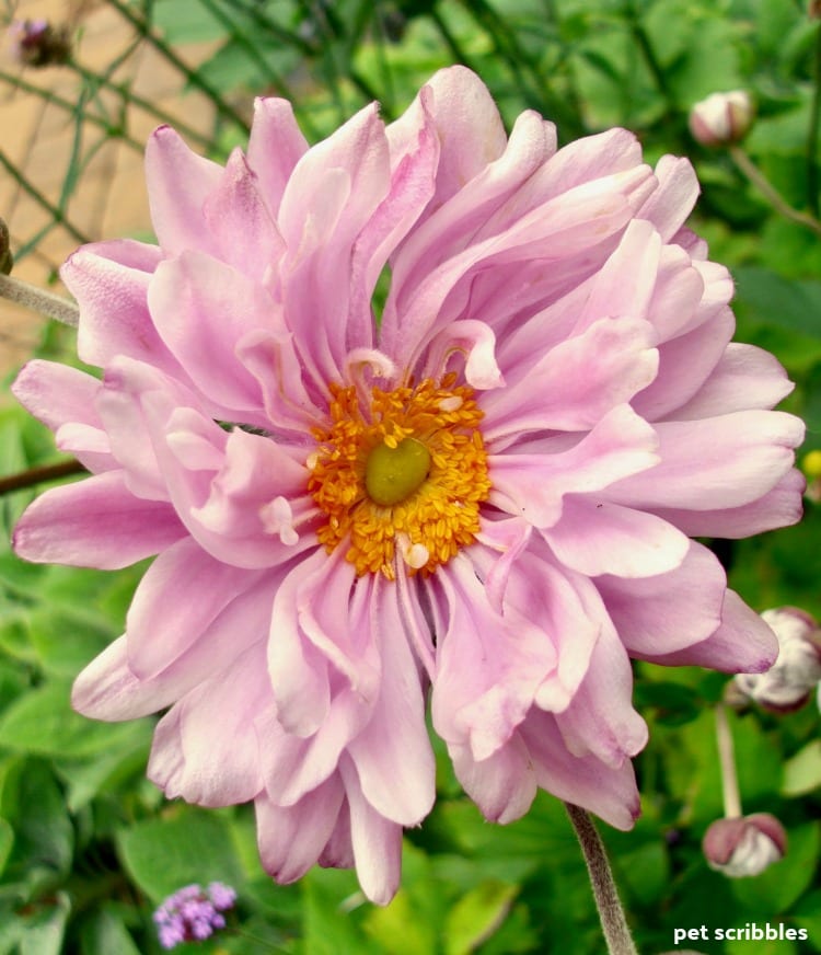 Japanese Anemone flower in full bloom