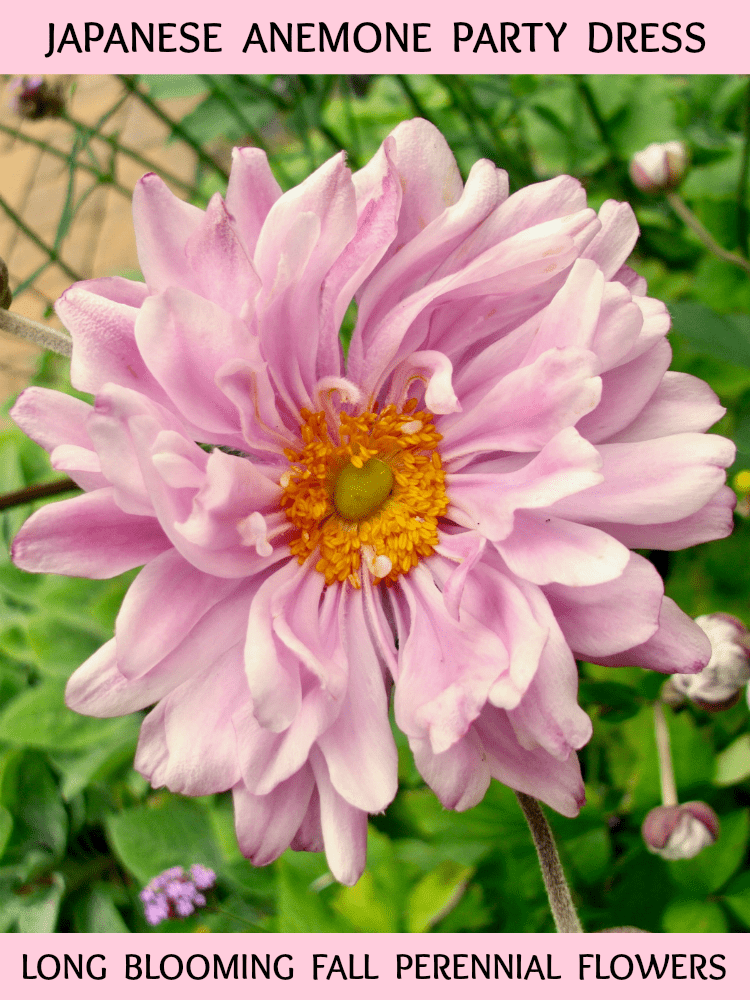 pink flowering Japanese Anemone Party Girl flowers