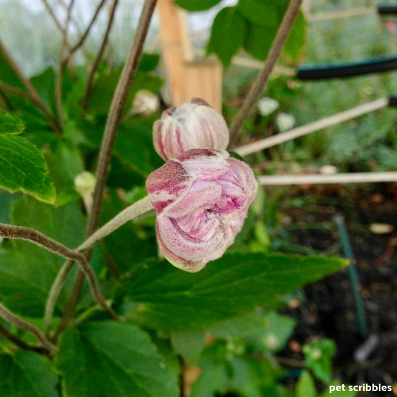 Japanese Anemone bud opening up