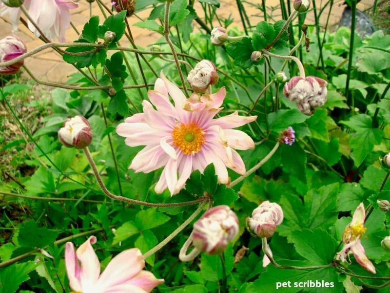 pink Japanese Anemone blooming in Fall