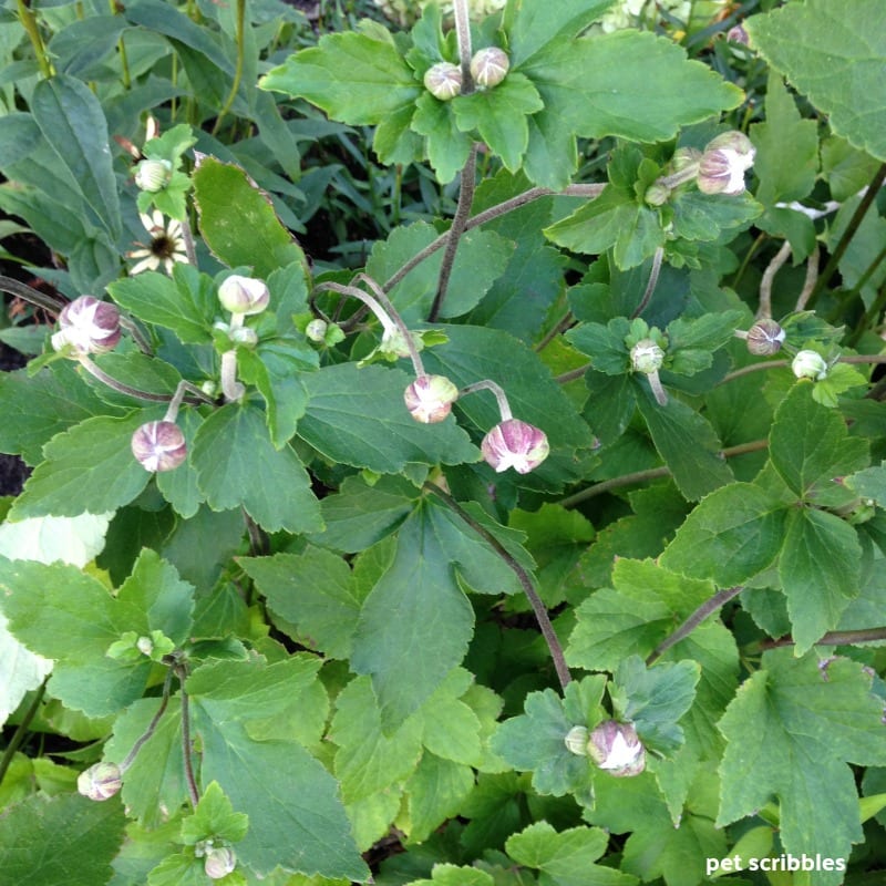 Japanese Anemone flower buds