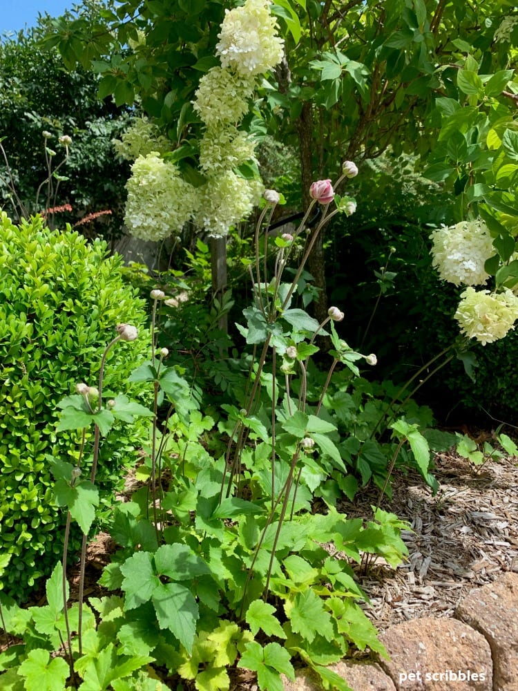 Japanese Anemone buds on long upright stems