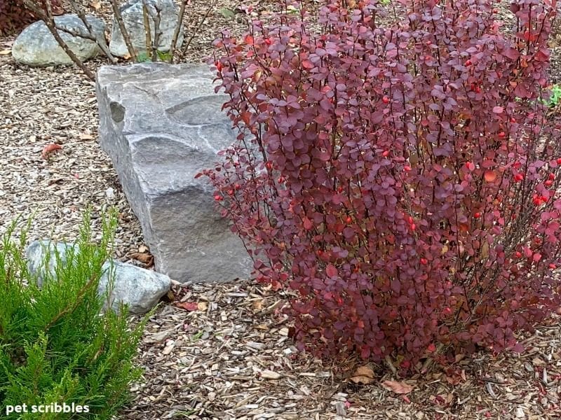 Orange Rocket Barberry Fall Color