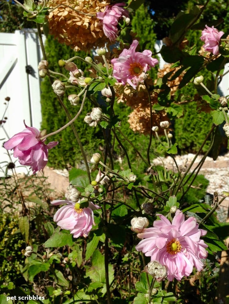 Party Dress Japanese Anemone flowers in late Fall