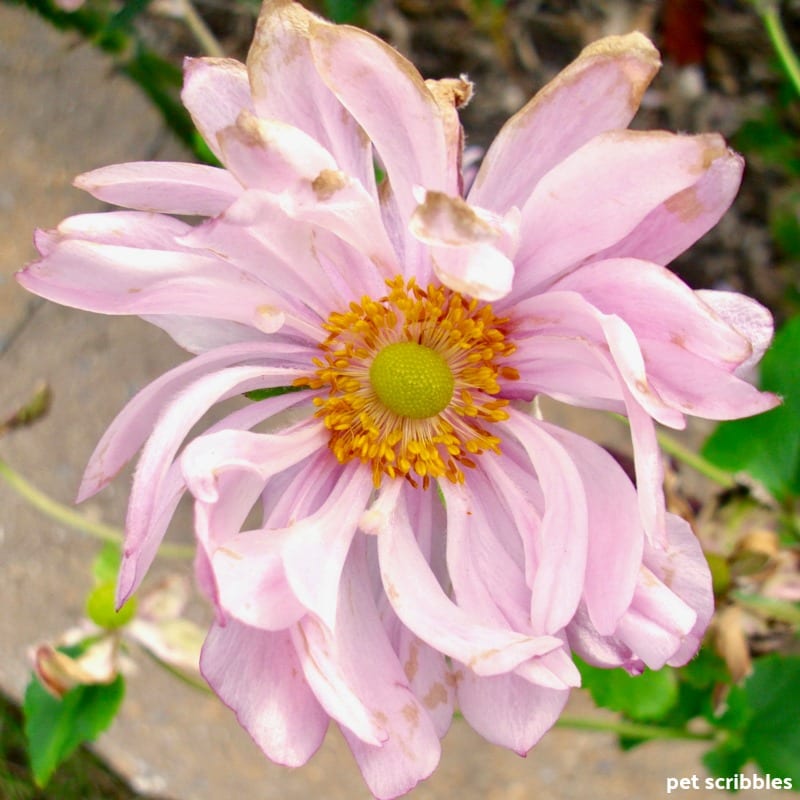 fading pink flower