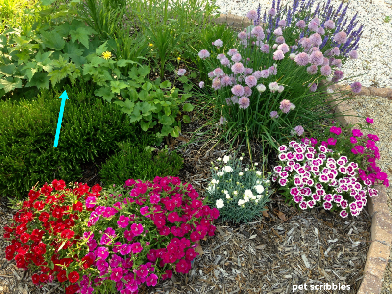 Spring garden flowers in late May