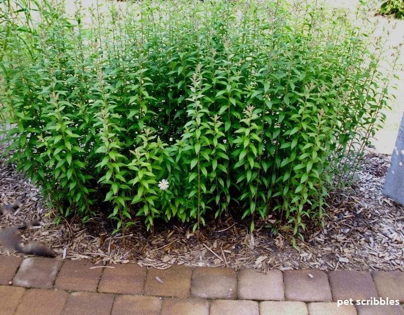 Three-year old Fireworks Goldenrod in early Summer