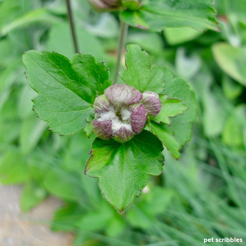 a flower bud of a Japanese Anemone Party Dress