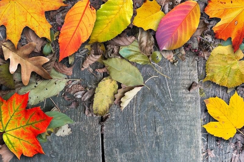 autumn leaves in many colors and shapes