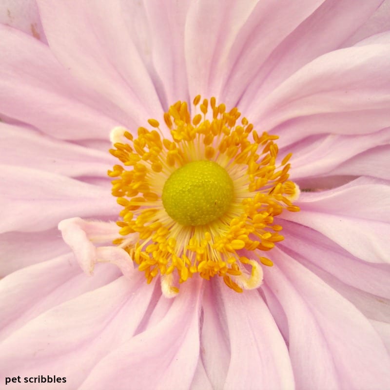 close up of Japanese Anemone Party Dress flower center