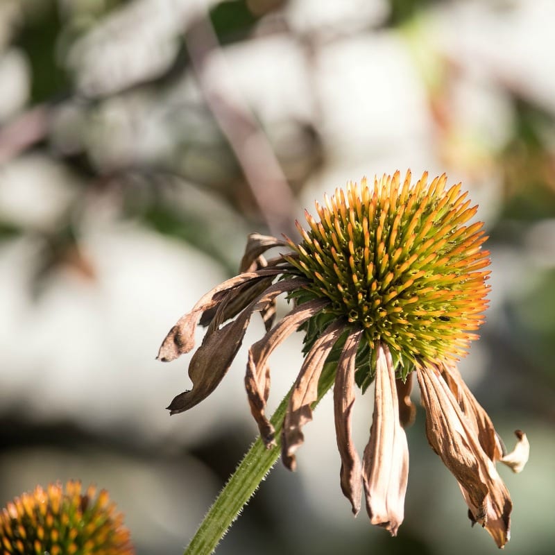 a dried coneflower's colorful center