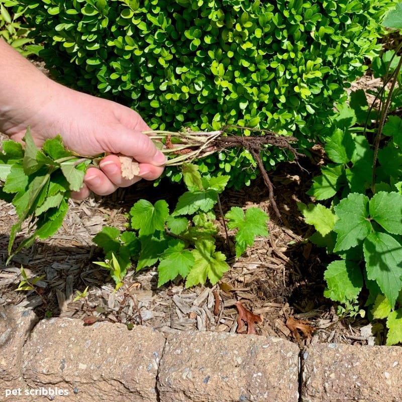 dividing and removing a Japanese Anemone plant